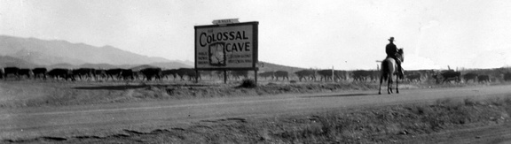Cattle-graze-on-open-range-along-highway-80-and-Colossal-Cave-Road-1935
