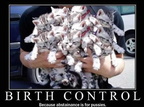 birth-control-kittens