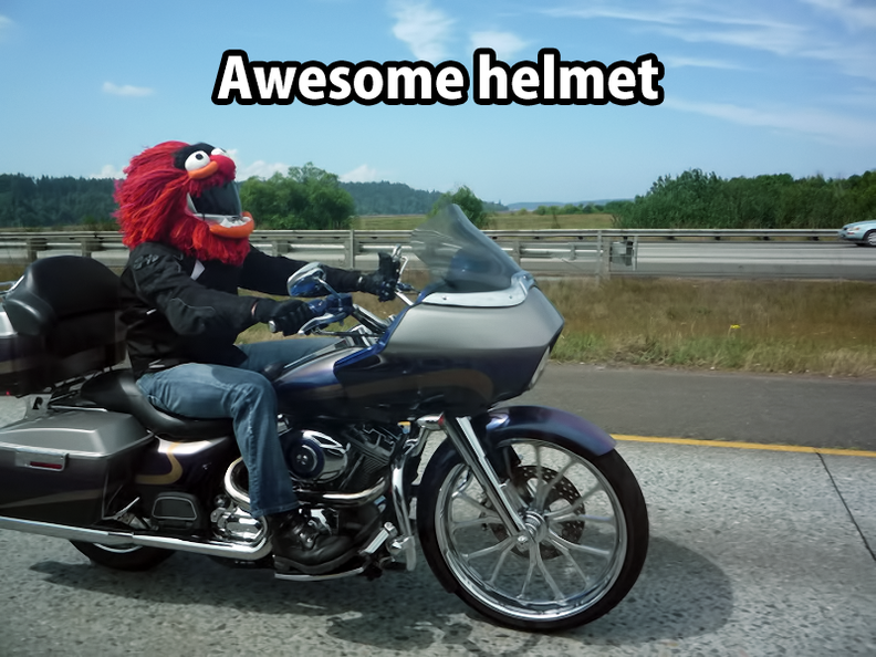 animal-helmet