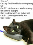cat-911