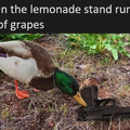 duck-out-of-lemonade