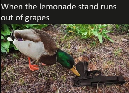 duck-out-of-lemonade