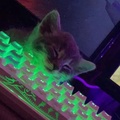kitten-keyboard