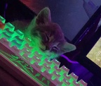 kitten-keyboard