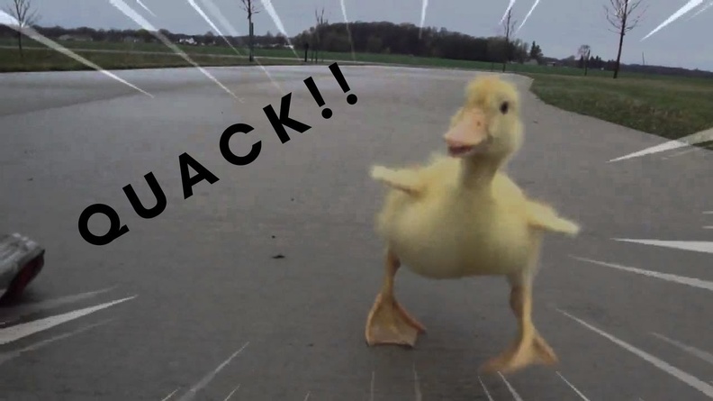 quack.jpeg