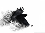 crow wings bird swing