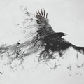 raven bird flying