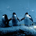Penguin Gang