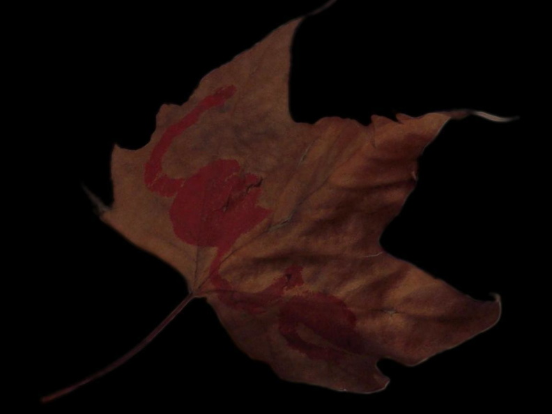 Falling_Leaf.jpg