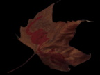 Falling Leaf