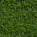 texture_314_green_wall_foliage_4500px.JPG